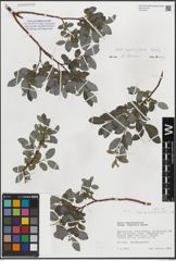 Foto von Salix myrsinifolia subsp. myrsinifolia (Buser) Kerguélen